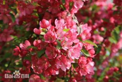 【美丽庭院小课堂】花卉植物种植有妙招（一）