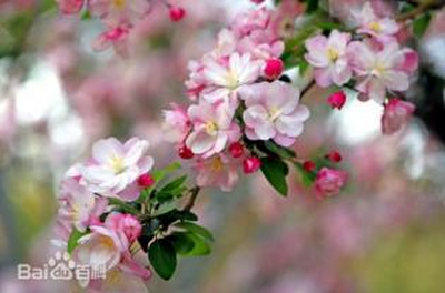 厦门花店、园艺场等以花为媒 拓宽服务内容培育新品种