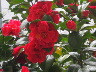 花卉植物种植有妙招