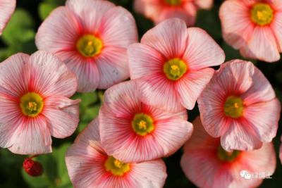 山东花卉市场迎来畅销季