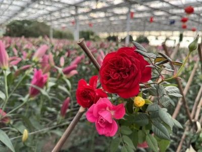 呈贡区发布“花十条”措施 以真金白银推动花卉产业高质量发展